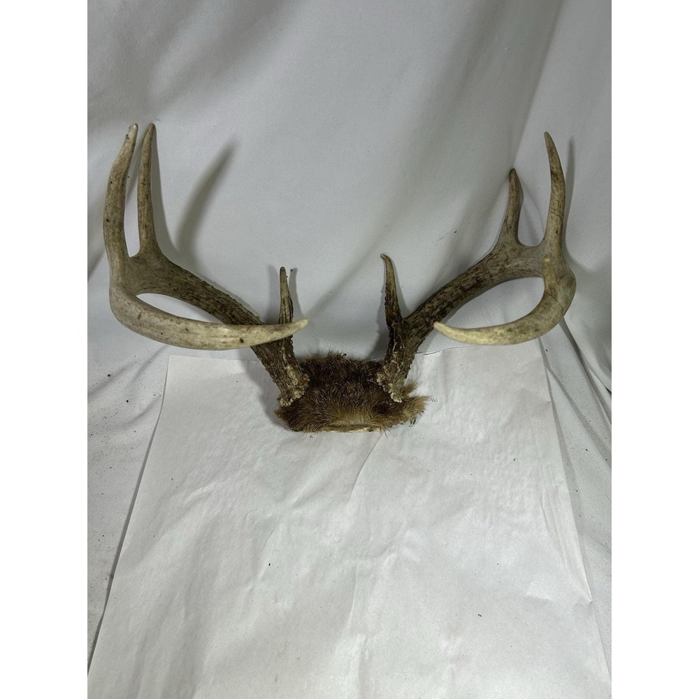 Wild 9 Point Whitetail Deer Antler Rack Skull Plate Man Cave Cabin Decor Lodge